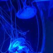 ヒメ日記 2025/07/15 17:27 投稿 とわ 奈良市ちゃんこ