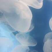 ヒメ日記 2025/07/25 17:14 投稿 とわ 奈良市ちゃんこ