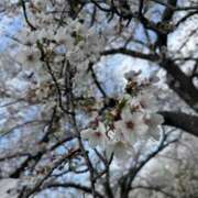 ヒメ日記 2026/04/02 20:28 投稿 とわ 奈良市ちゃんこ