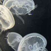 ヒメ日記 2026/04/13 16:21 投稿 とわ 奈良市ちゃんこ