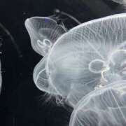 とわ 少し残ってます！！ 奈良市ちゃんこ