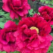 ヒメ日記 2026/04/17 18:15 投稿 ★夏目めい★ CLUB39（クラブサンキュー）