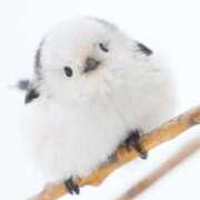 ヒメ日記 2025/09/12 12:17 投稿 あわい チューリップ福井本館