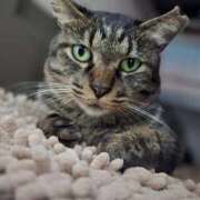 朝倉 朝倉です MCロイヤル