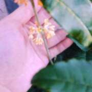 ヒメ日記 2025/11/04 10:19 投稿 すみれ ぐっすり山田　大阪店