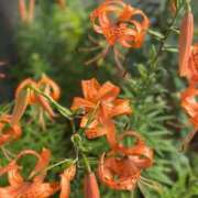 すみれ 深夜のクイズ🏵️ SAPPORO ばつぐんnet