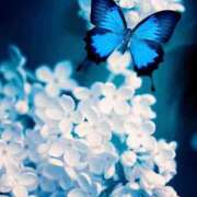 ヒメ日記 2025/12/29 06:30 投稿 みどり DIVA-ディーバ-【DIVAグループ】