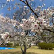 あいか【理性崩壊Ｆカップ】 お花見🌸 ポニーテール和歌山店