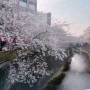 かなめ お花見しましたか？ One More 奥様　五反田店