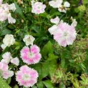 ヒメ日記 2025/06/01 08:28 投稿 温森ましろ 五十路マダム富山店(カサブランカグループ)