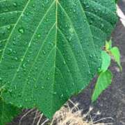 ヒメ日記 2025/06/23 09:22 投稿 温森ましろ 五十路マダム富山店(カサブランカグループ)