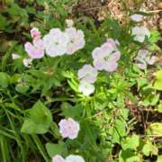 ヒメ日記 2025/07/27 08:38 投稿 温森ましろ 五十路マダム富山店(カサブランカグループ)