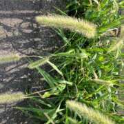 ヒメ日記 2025/08/17 08:18 投稿 温森ましろ 五十路マダム富山店(カサブランカグループ)