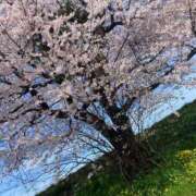 ヒメ日記 2026/04/05 16:28 投稿 温森ましろ 五十路マダム富山店(カサブランカグループ)