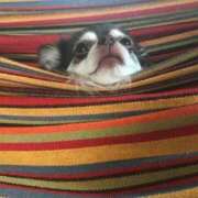 ヒメ日記 2026/02/09 12:00 投稿 ひまわり シルクハット