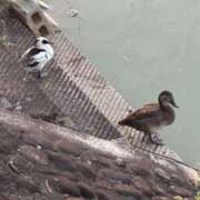 ヒメ日記 2025/06/30 07:57 投稿 安田 梨花 こあくまな熟女たち三河店（KOAKUMAグループ）