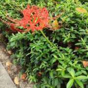 ヒメ日記 2025/09/30 13:59 投稿 りんか ぐっすり山田　大阪店