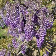 林(はやし) 本日主妻 人妻最後の砦 小山店