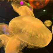 ヒメ日記 2025/11/13 08:01 投稿 ももえ 甲府人妻城