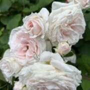 ヒメ日記 2025/06/30 20:37 投稿 りほ ハピネス東京