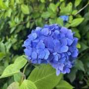 ヒメ日記 2025/06/16 19:25 投稿 とうか ぺろぺろベロベロ専科 ぺろんちょ