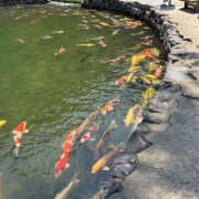 とうか 久しぶり💞 ぺろぺろベロベロ専科 ぺろんちょ