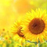 ヒメ日記 2025/07/11 21:39 投稿 あやか 人妻洗体倶楽部