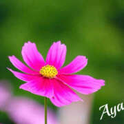 ヒメ日記 2025/09/17 01:00 投稿 あやか 人妻洗体倶楽部