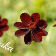 ヒメ日記 2025/10/13 23:09 投稿 あやか 人妻洗体倶楽部