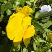 ヒメ日記 2025/06/05 12:05 投稿 きな 宮崎ちゃんこ都城店