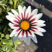 ヒメ日記 2025/06/11 10:55 投稿 きな 宮崎ちゃんこ都城店