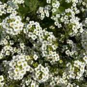 ヒメ日記 2025/06/19 13:35 投稿 きな 宮崎ちゃんこ都城店