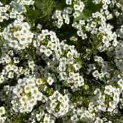 きな 出勤します💕 宮崎ちゃんこ都城店