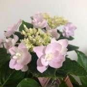 ヒメ日記 2025/06/03 19:15 投稿 赤井　とわこ ギン妻パラダイス 谷九店