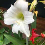 ヒメ日記 2025/06/06 18:51 投稿 赤井　とわこ ギン妻パラダイス 谷九店