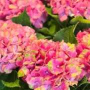 ヒメ日記 2025/06/24 18:03 投稿 赤井　とわこ ギン妻パラダイス 谷九店