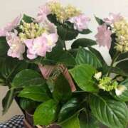 ヒメ日記 2025/06/25 13:01 投稿 赤井　とわこ ギン妻パラダイス 谷九店