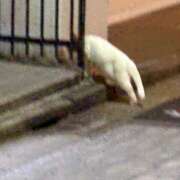 あず シフト変更のお知らせ 神田エマニエル