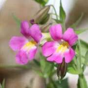 ヒメ日記 2025/06/02 08:42 投稿 陽菜多（ひなた）★愛くるしい美嬢 BITEKI