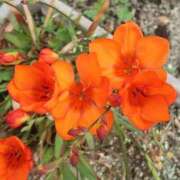 ヒメ日記 2025/06/05 09:24 投稿 陽菜多（ひなた）★愛くるしい美嬢 BITEKI