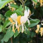 ヒメ日記 2025/06/17 08:48 投稿 陽菜多（ひなた）★愛くるしい美嬢 BITEKI