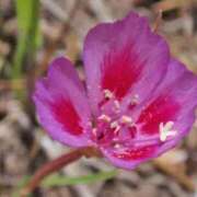 ヒメ日記 2025/06/18 08:41 投稿 陽菜多（ひなた）★愛くるしい美嬢 BITEKI