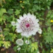 ヒメ日記 2025/06/24 08:41 投稿 陽菜多（ひなた）★愛くるしい美嬢 BITEKI