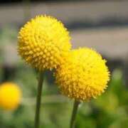 ヒメ日記 2025/06/25 08:54 投稿 陽菜多（ひなた）★愛くるしい美嬢 BITEKI