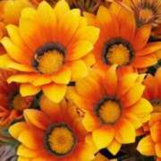 ヒメ日記 2025/06/26 08:50 投稿 陽菜多（ひなた）★愛くるしい美嬢 BITEKI