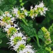 ヒメ日記 2025/07/11 08:53 投稿 陽菜多（ひなた）★愛くるしい美嬢 BITEKI