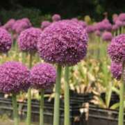 ヒメ日記 2025/07/14 08:44 投稿 陽菜多（ひなた）★愛くるしい美嬢 BITEKI