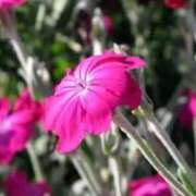 ヒメ日記 2025/07/23 08:47 投稿 陽菜多（ひなた）★愛くるしい美嬢 BITEKI