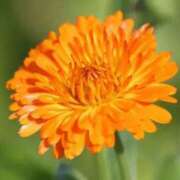 ヒメ日記 2025/08/29 13:33 投稿 陽菜多（ひなた）★愛くるしい美嬢 BITEKI