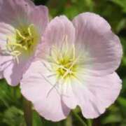 ヒメ日記 2025/09/02 08:56 投稿 陽菜多（ひなた）★愛くるしい美嬢 BITEKI